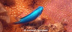 true blue..sealife DC1000 by Richard Campbell 